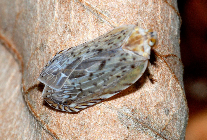 Heterottero? No....Achilidae; Cixidia sp.
